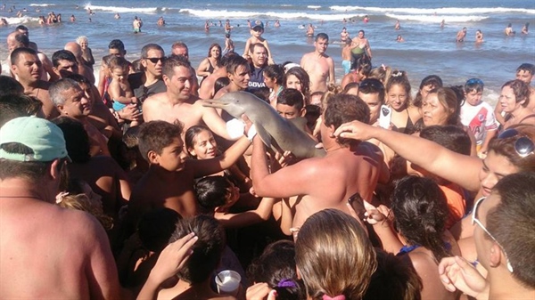 Tourists Kill Baby Dolphin To Take Selfies With