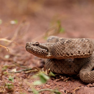Snake Turns Out To Be New High-Altitude Species