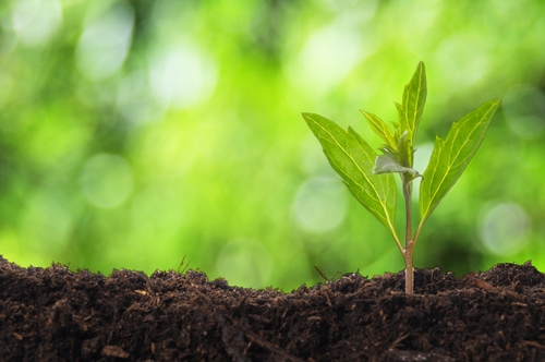4 Things to Know about GMO’s