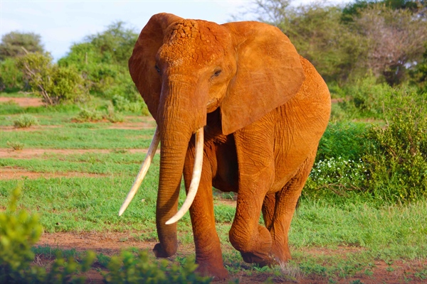 China’s Ivory Trade Ban: What It Means Going Forward