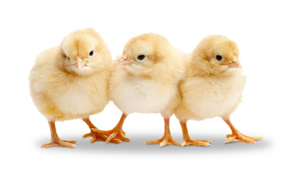 Shredding Baby Chicks in Germany Banned