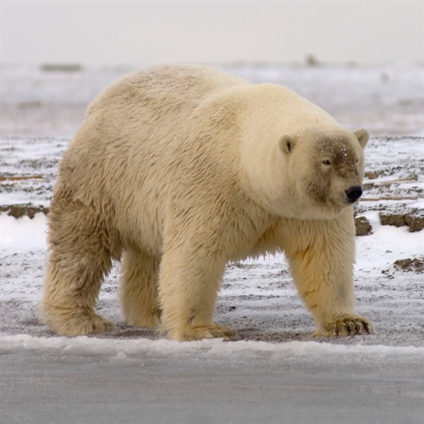 This Is What Happens When You Cross A Grizzly Bear With A Polar Bear