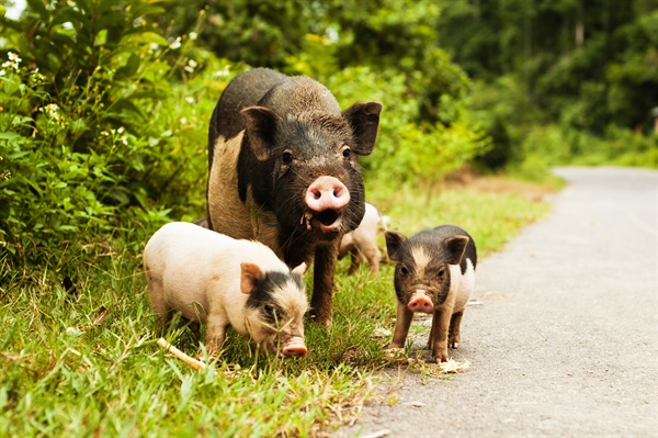 Pregnant Pig Escapes Slaughter, Has 9 Piglets At Shelter