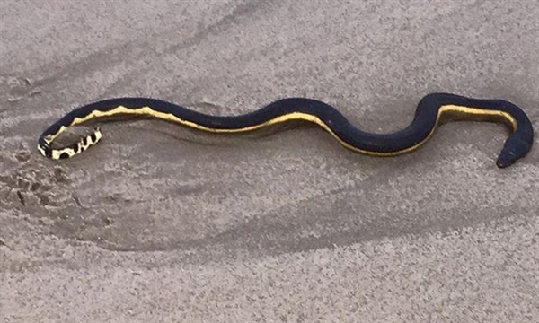 Rare, Deadly Snake Washes Up On California Coast