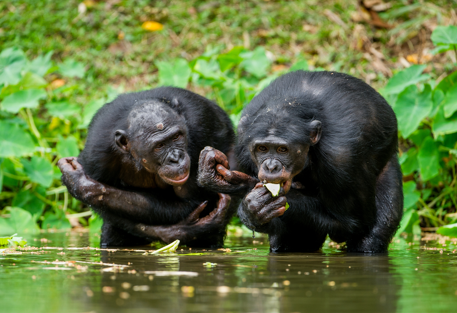 chimpanzee and bonobo