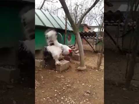 OK I found out what this chicken is. Giant Brahma's roosters can weigh up  to 20 lbs and hens around 17 lbs. They…
